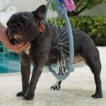 Pet Shower Sprayer, Cat Dog Grooming Bath Massager, With Microfiber Glove (1 Set) - Image 4