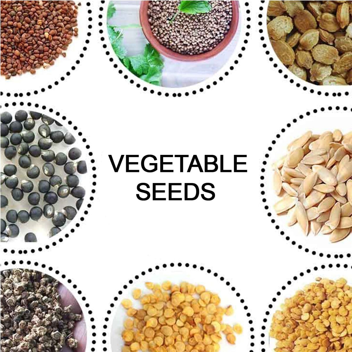 15 Varieties of Vegetable Seeds Combo (1 Pkt. / 15 Varieties) - Image 8