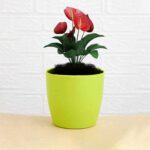 Flower Pots Round Shape For Indoor / Outdoor Gardening - Image 5