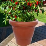 Garden Heavy Plastic Planter Pot / Gamla 6 inch (Brown, Pack of 1, Small) - Image 7